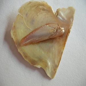 Unique “Fish” Pearl